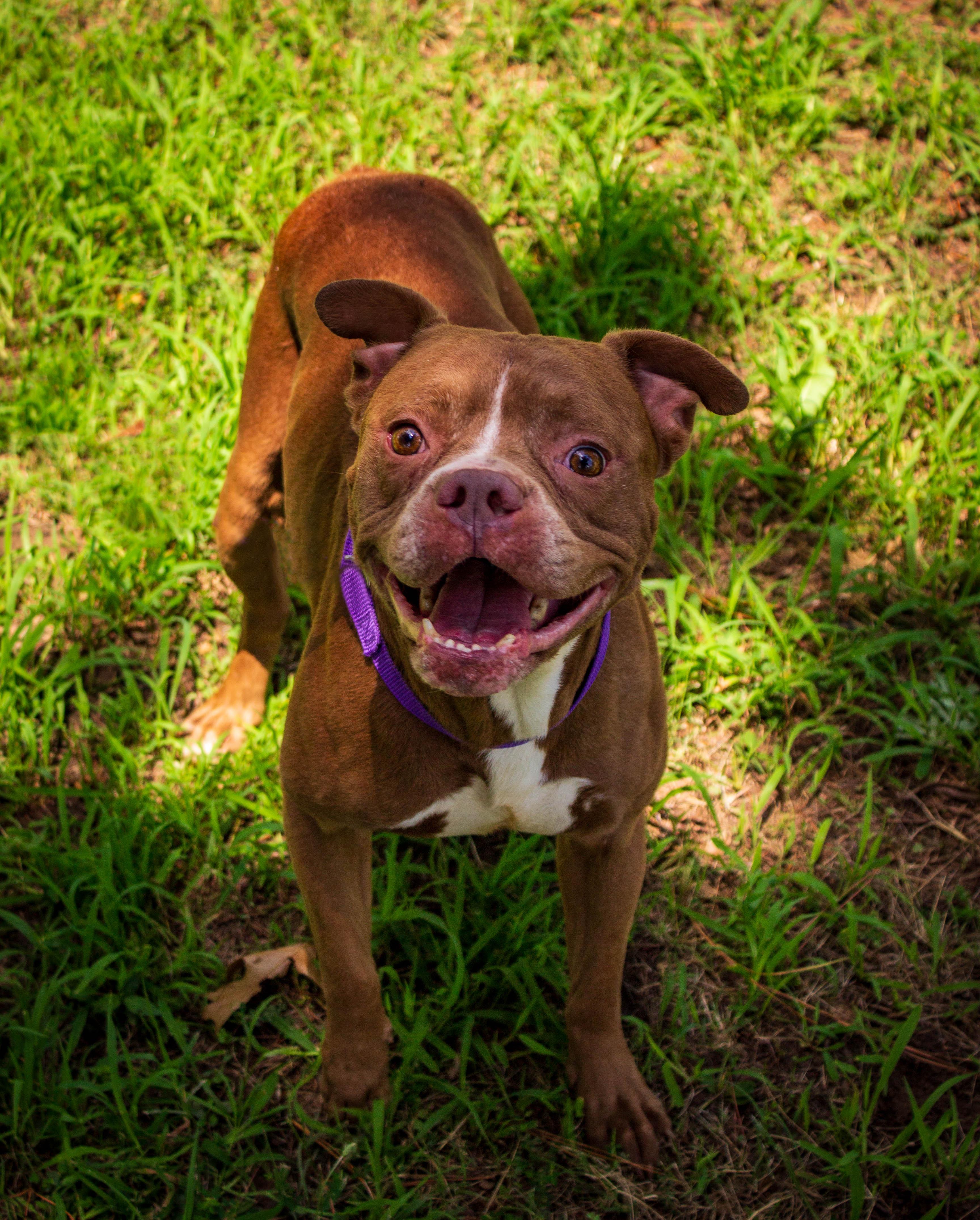 Opie, adoptable, Adult Male American Bully.