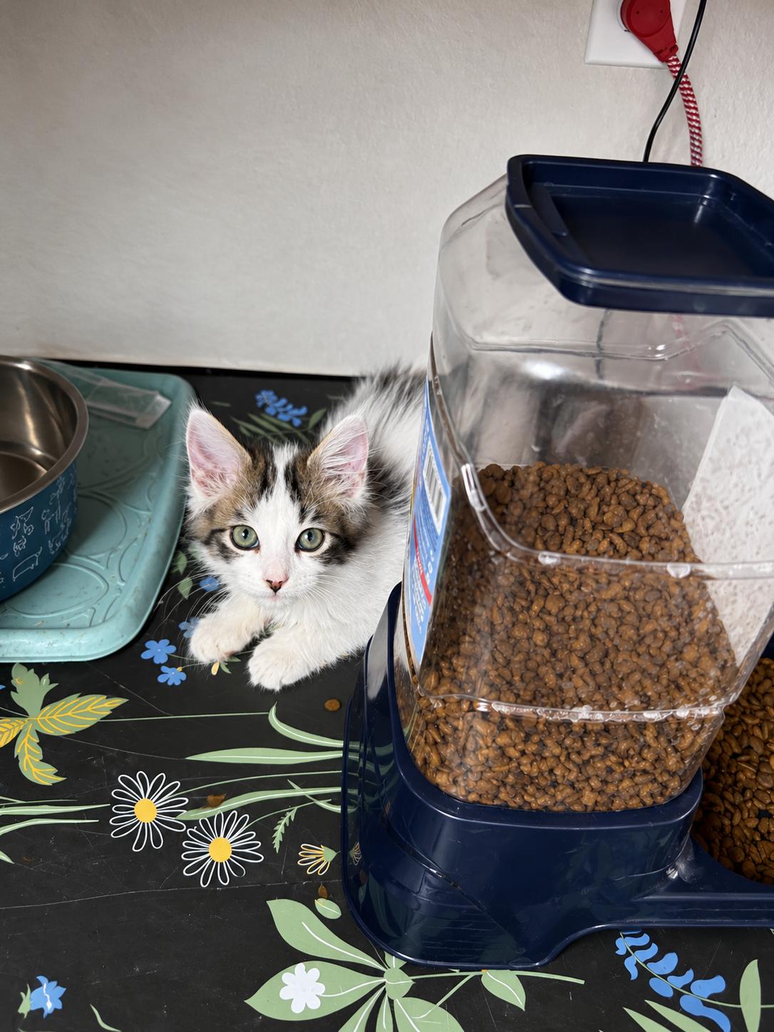 Gavriel, Adoptable, Kitten Male Domestic Long Hair.