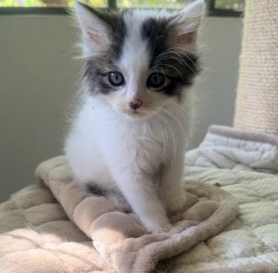 Gavriel, a Adoptable Domestic Long Hair in Rio Linda, CA image 2/2
