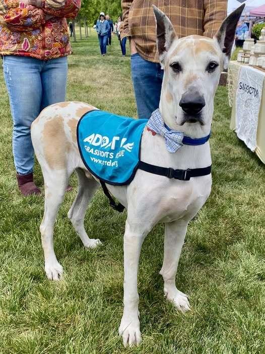 Moose Tracks, Adoptable, Adult Male Great Dane.
