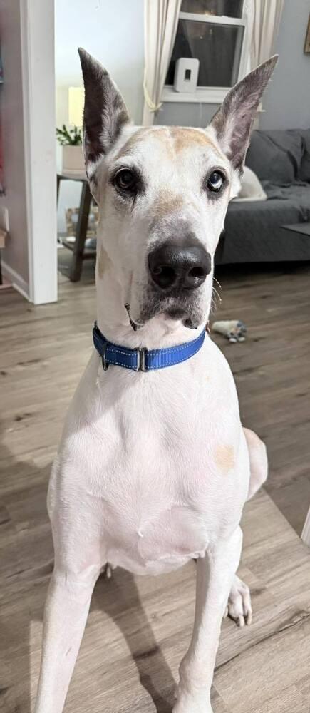 Enlarge Moose Tracks, a Adoptable mixed breed in Milton, DE image 2/2