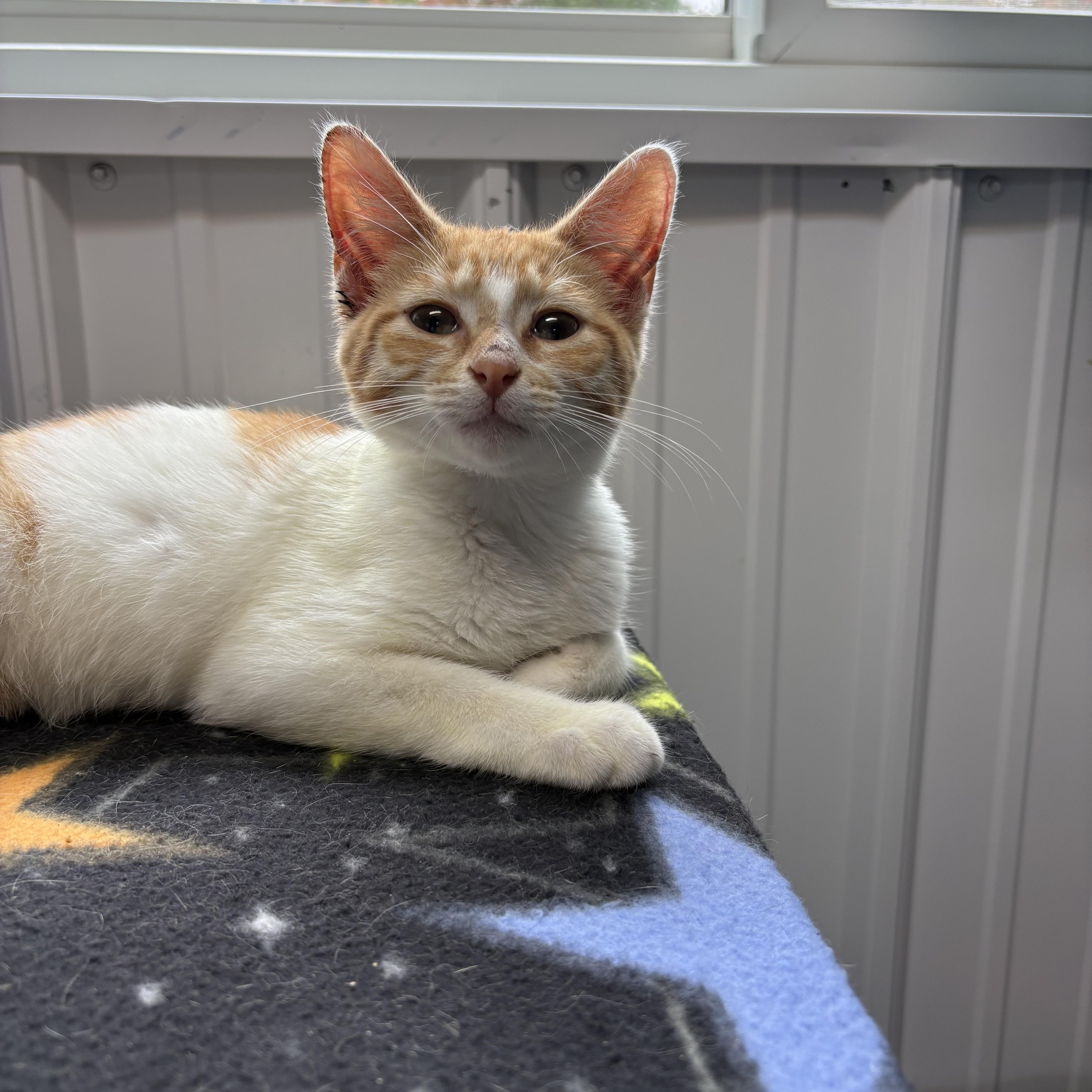 Enlarge Jesse, a Adoptable American Shorthair in Big Rapids, MI image 2/3
