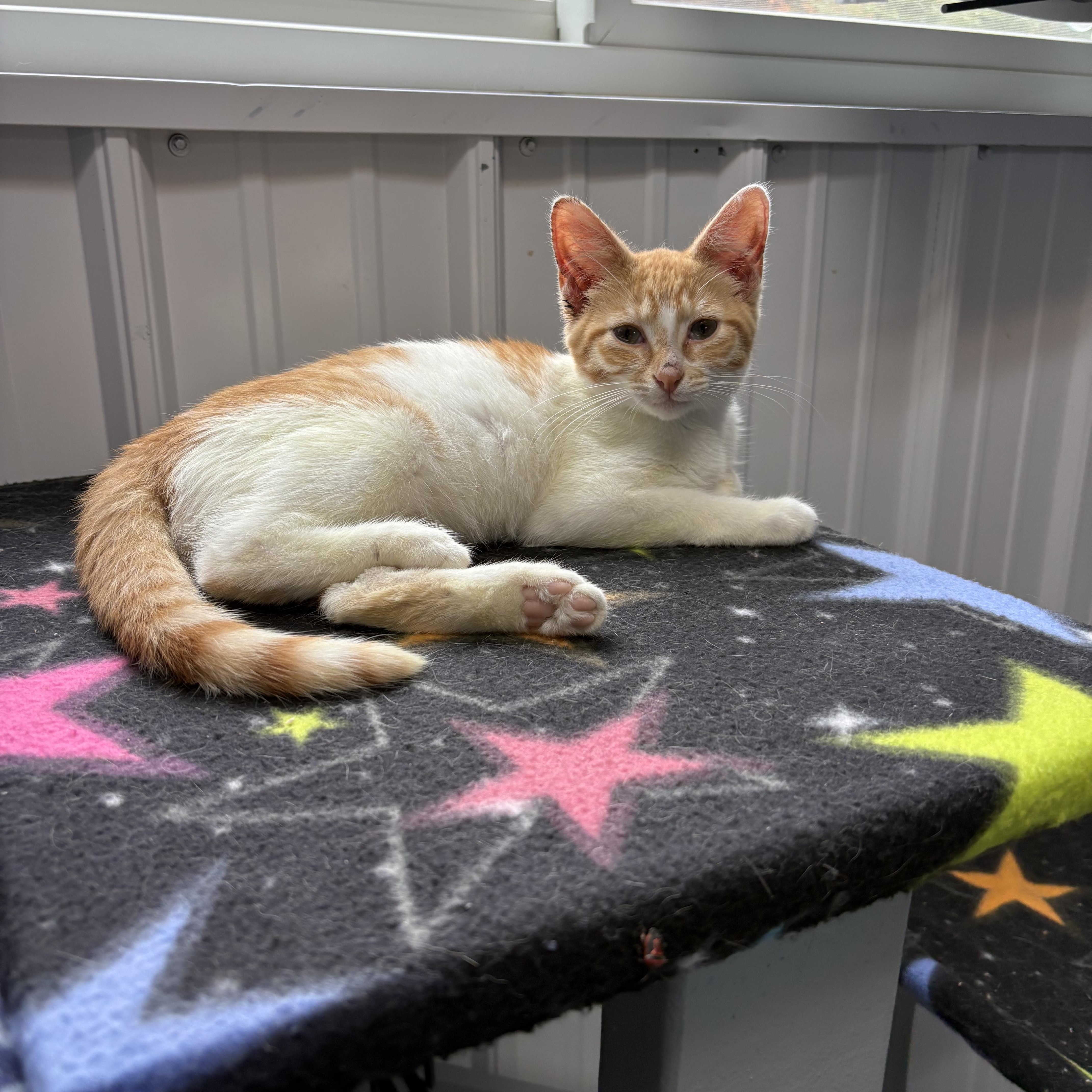 Enlarge Jesse, a Adoptable American Shorthair in Big Rapids, MI image 1/3