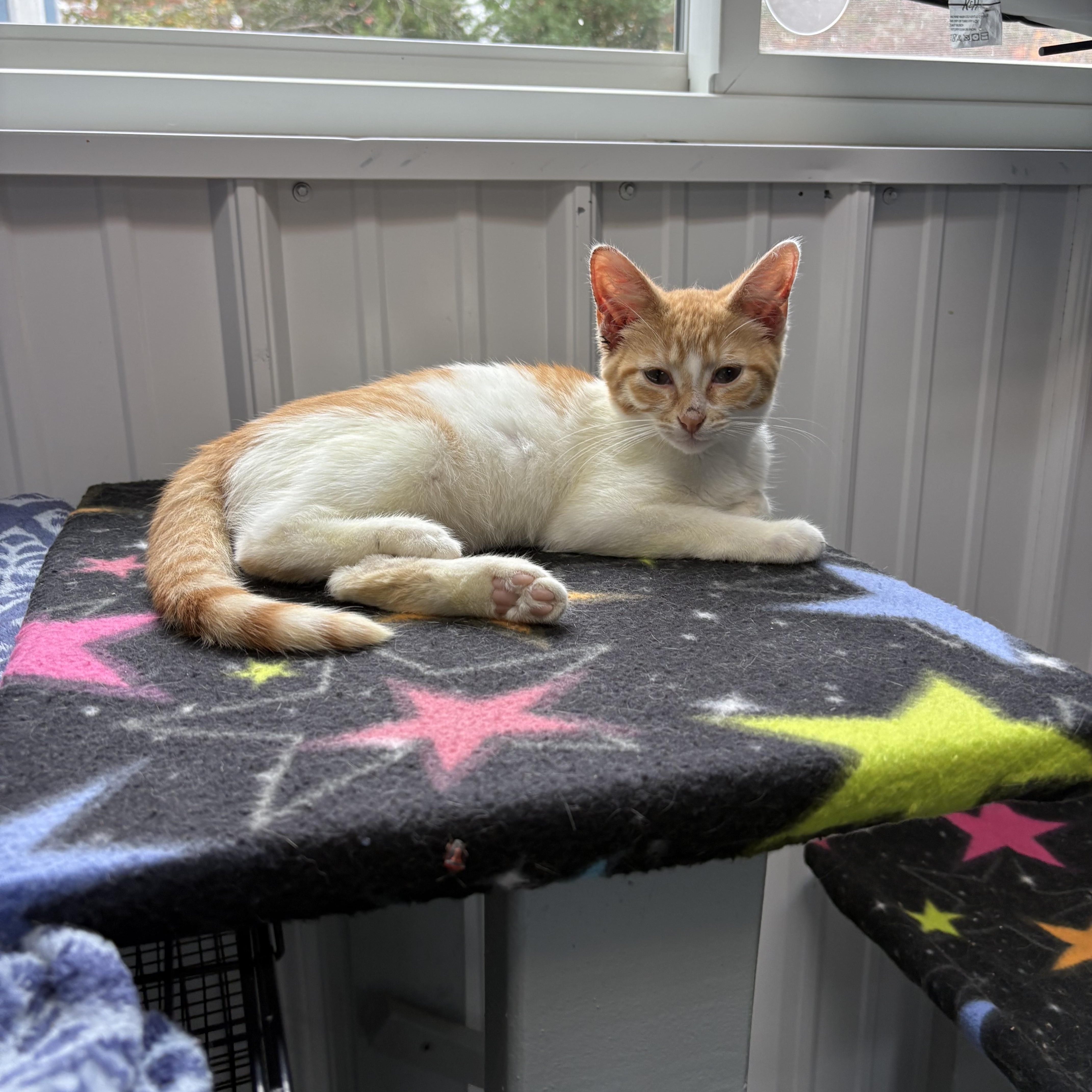 Enlarge Jesse, a Adoptable American Shorthair in Big Rapids, MI image 3/3