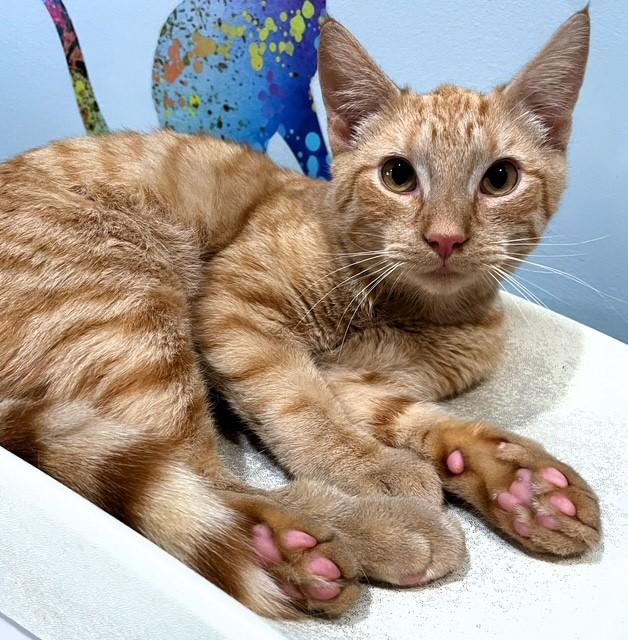 Evan  (friends with Pierre) , ADOPTABLE, Young Male Domestic Short Hair.