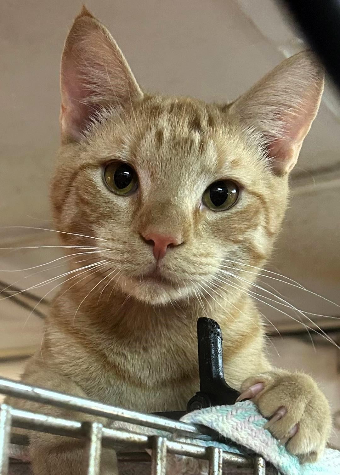 Enlarge Evan  (friends with Pierre) , a ADOPTABLE Domestic Short Hair in Pottstown, PA image 2/4