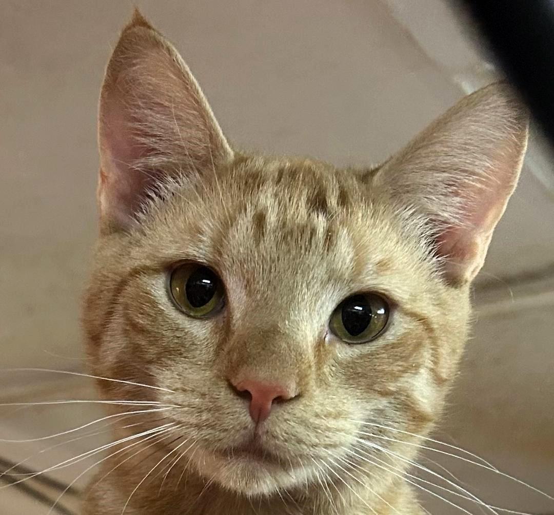 Enlarge Evan  (friends with Pierre) , a ADOPTABLE Domestic Short Hair in Pottstown, PA image 4/4