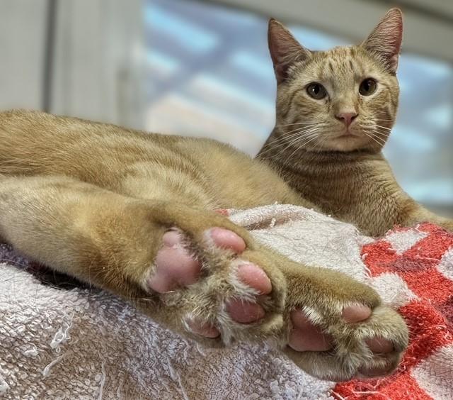 Enlarge Evan  (friends with Pierre) , a ADOPTABLE Domestic Short Hair in Pottstown, PA image 3/4