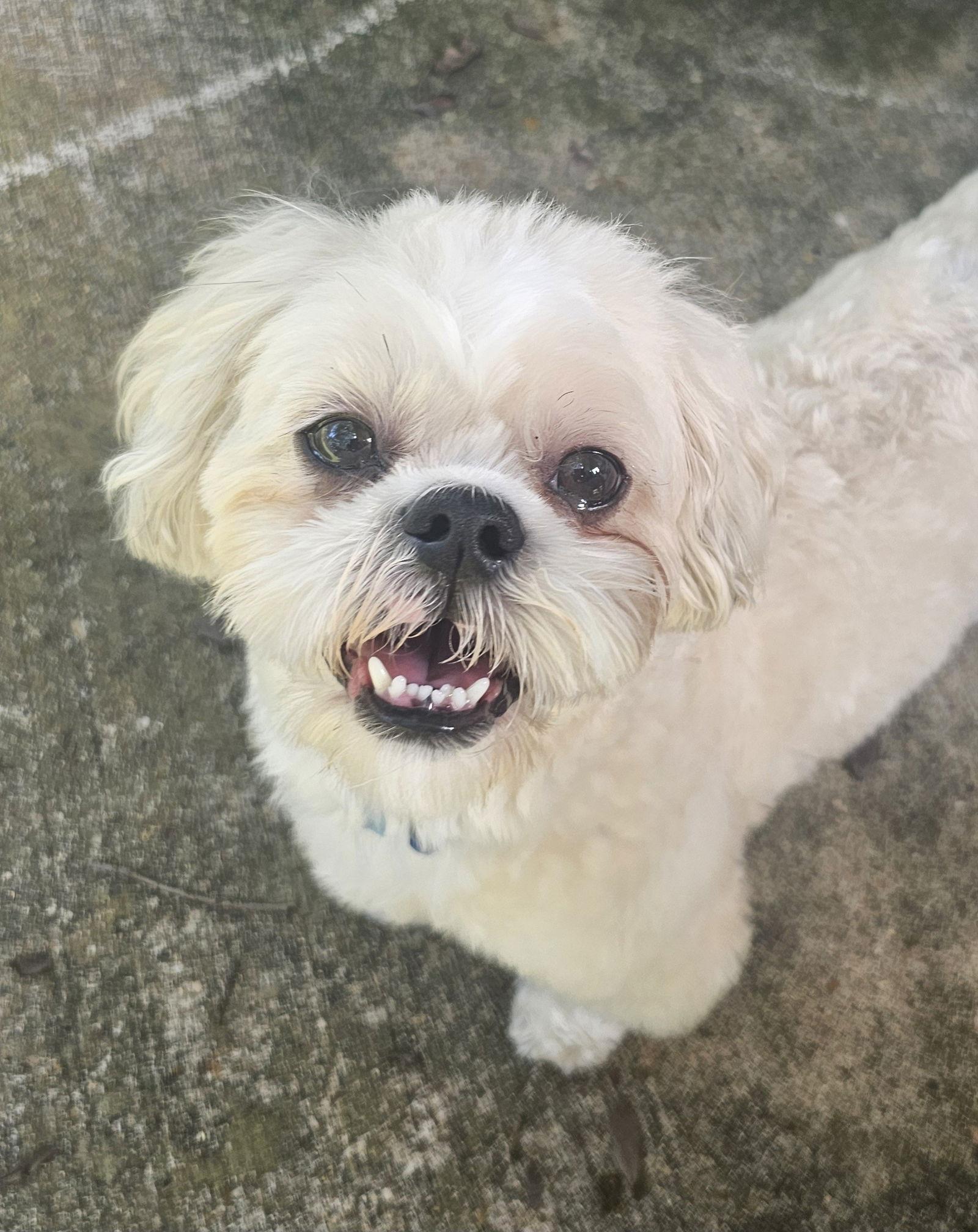 LOUIE V, Adopted, Adult Male Shih Tzu.