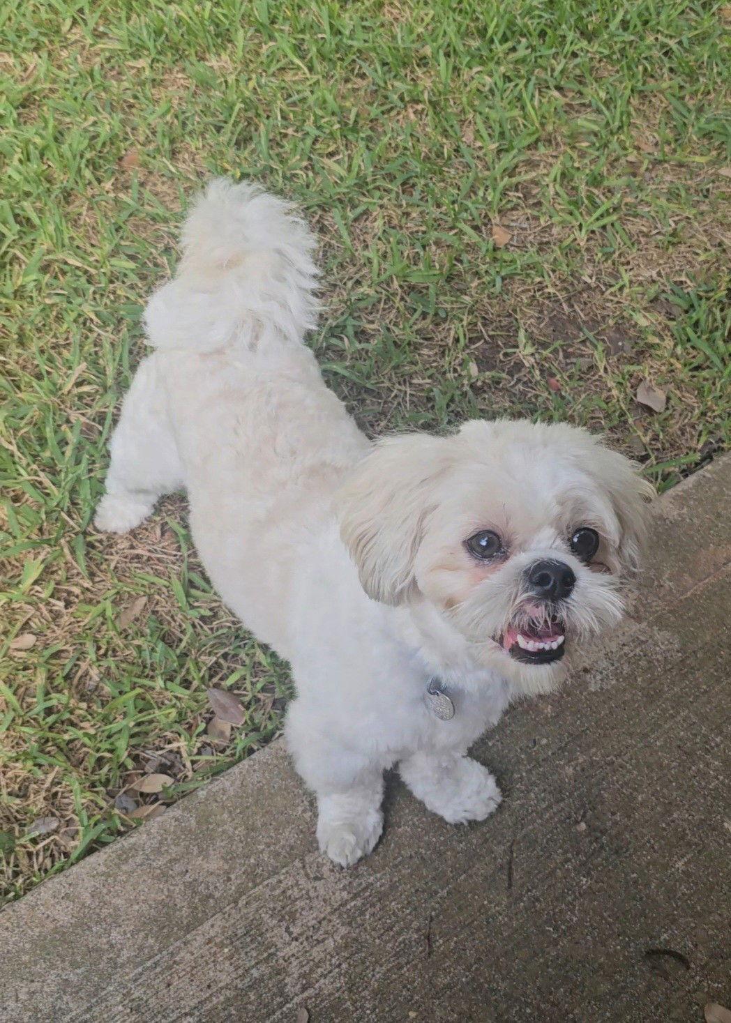 Enlarge LOUIE V, a Adopted Shih Tzu in Katy, TX image 2/3