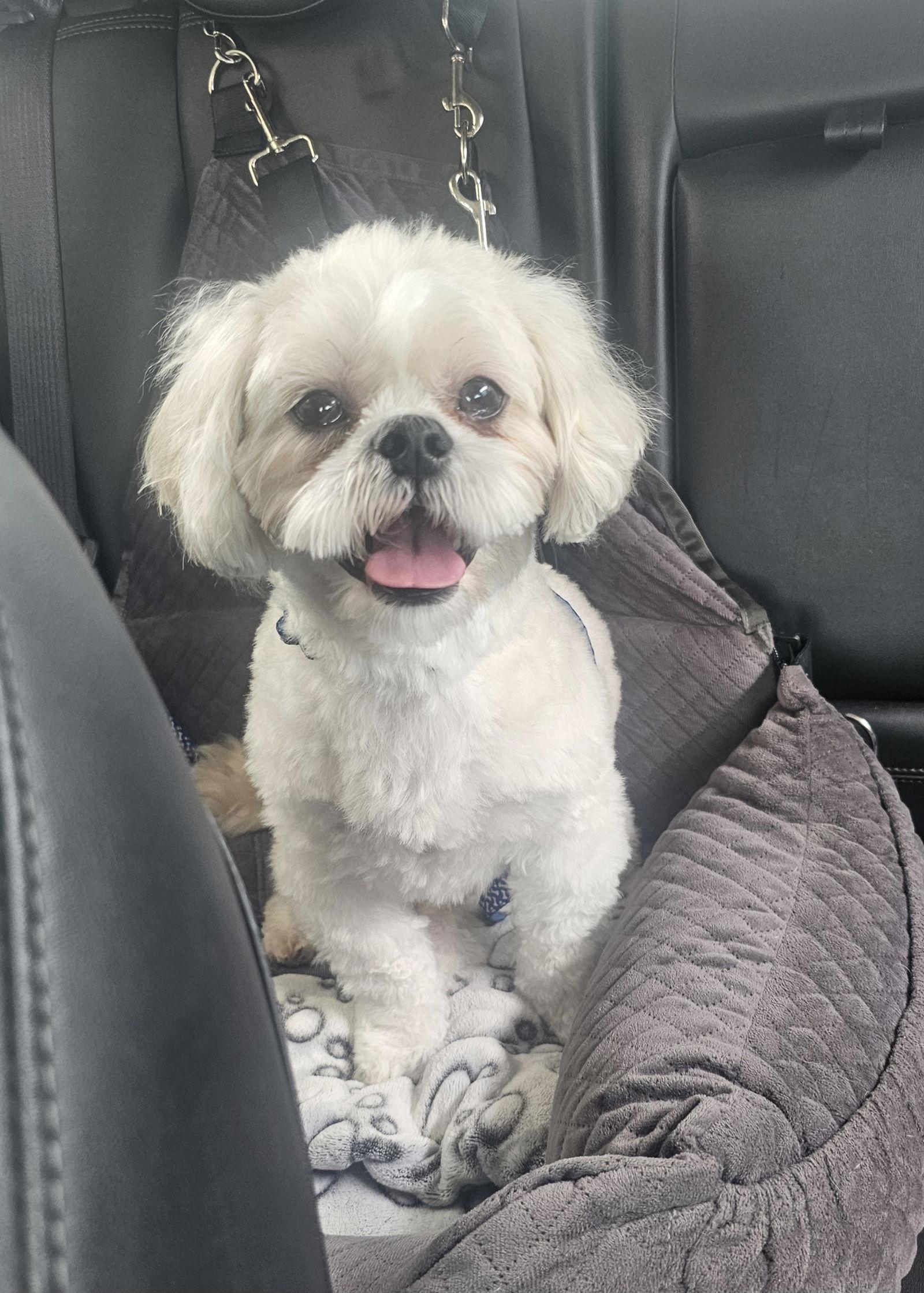 Enlarge LOUIE V, a Adopted Shih Tzu in Katy, TX image 3/3