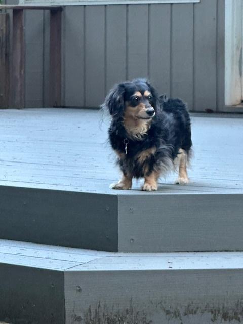 Maude thumbnail 4