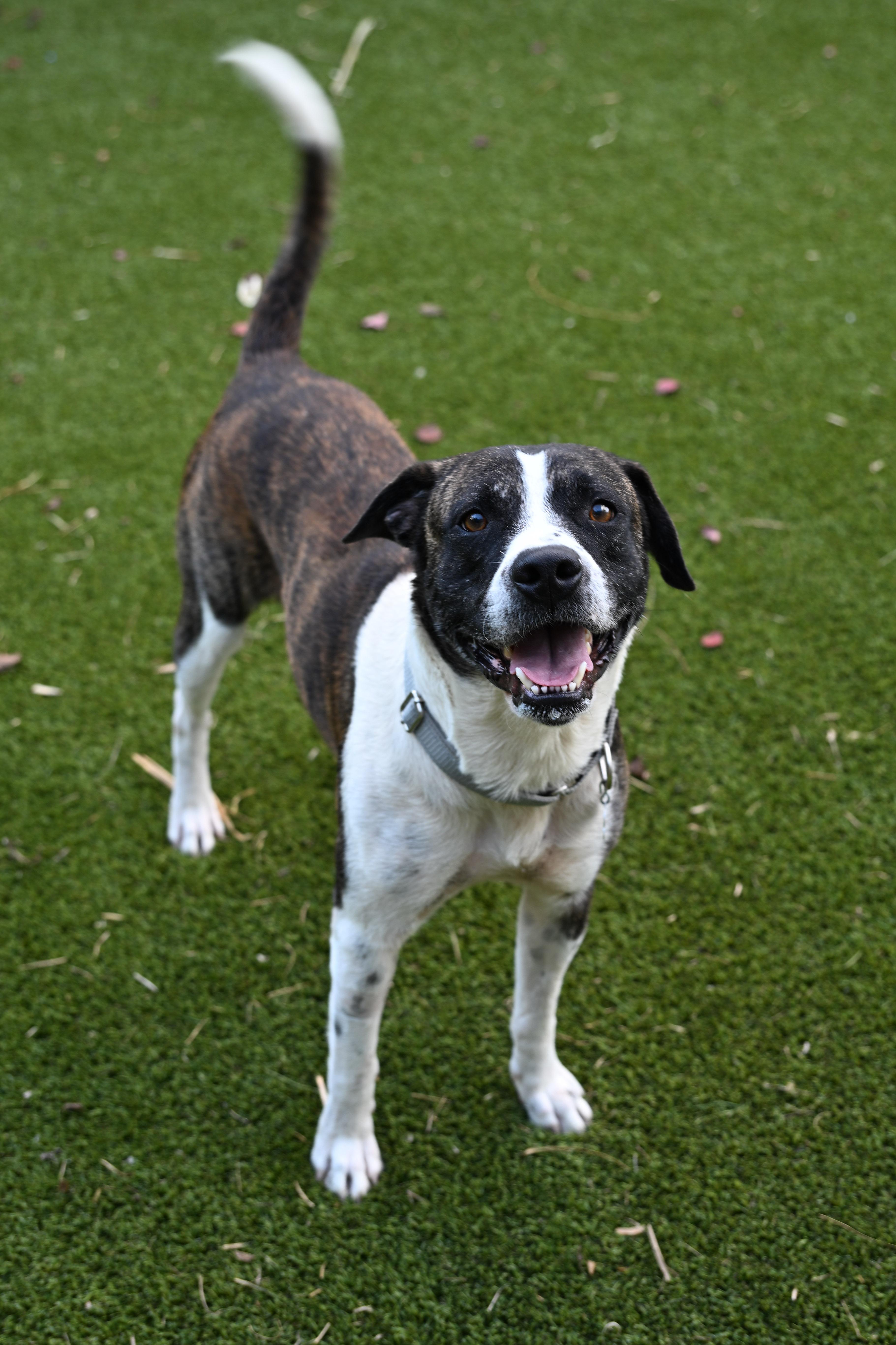 Odem, a Adoptable mixed breed in Cedar City, UT image 2/6