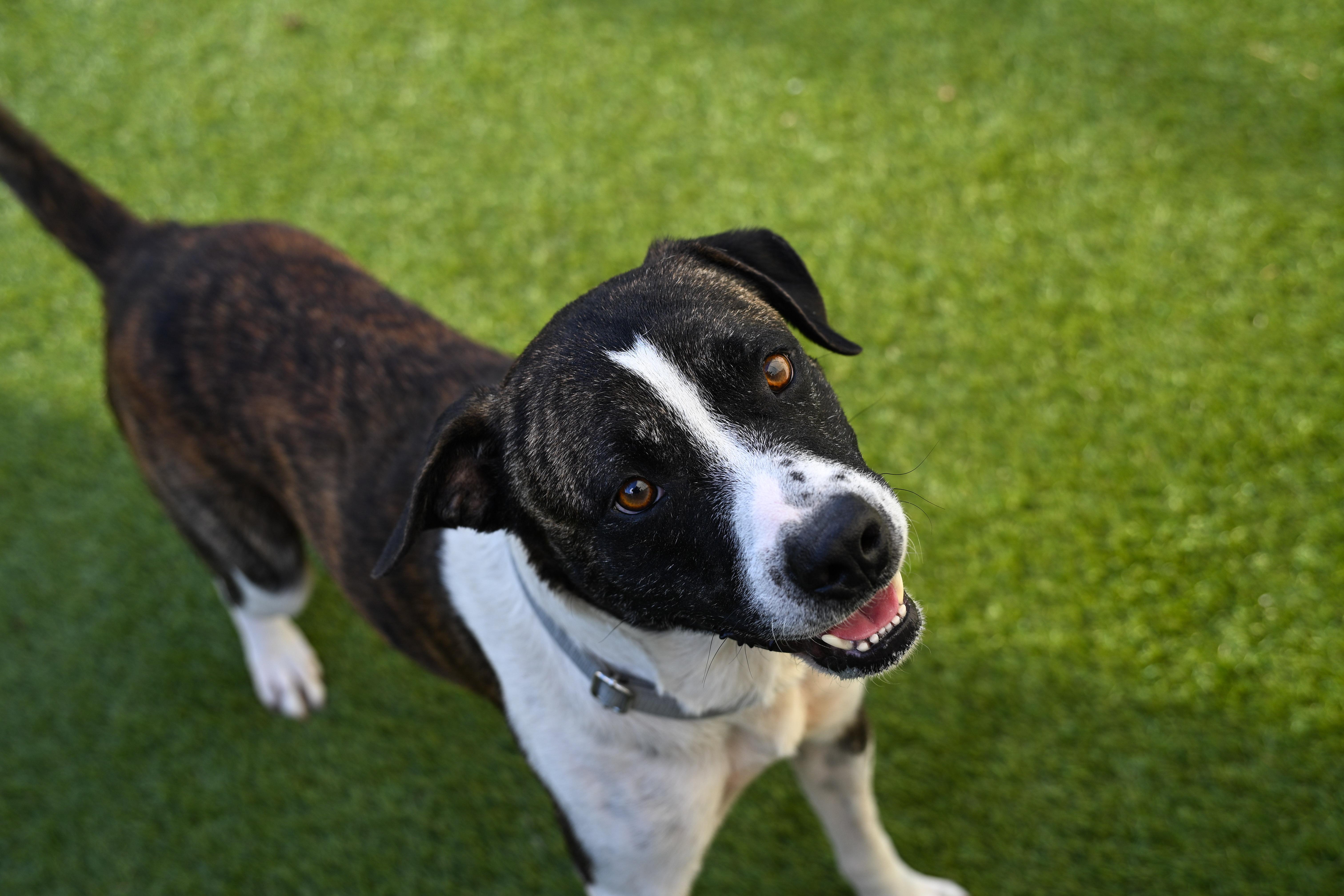 Odem, Adoptable, Adult Male American Staffordshire Terrier & Mixed Breed.
