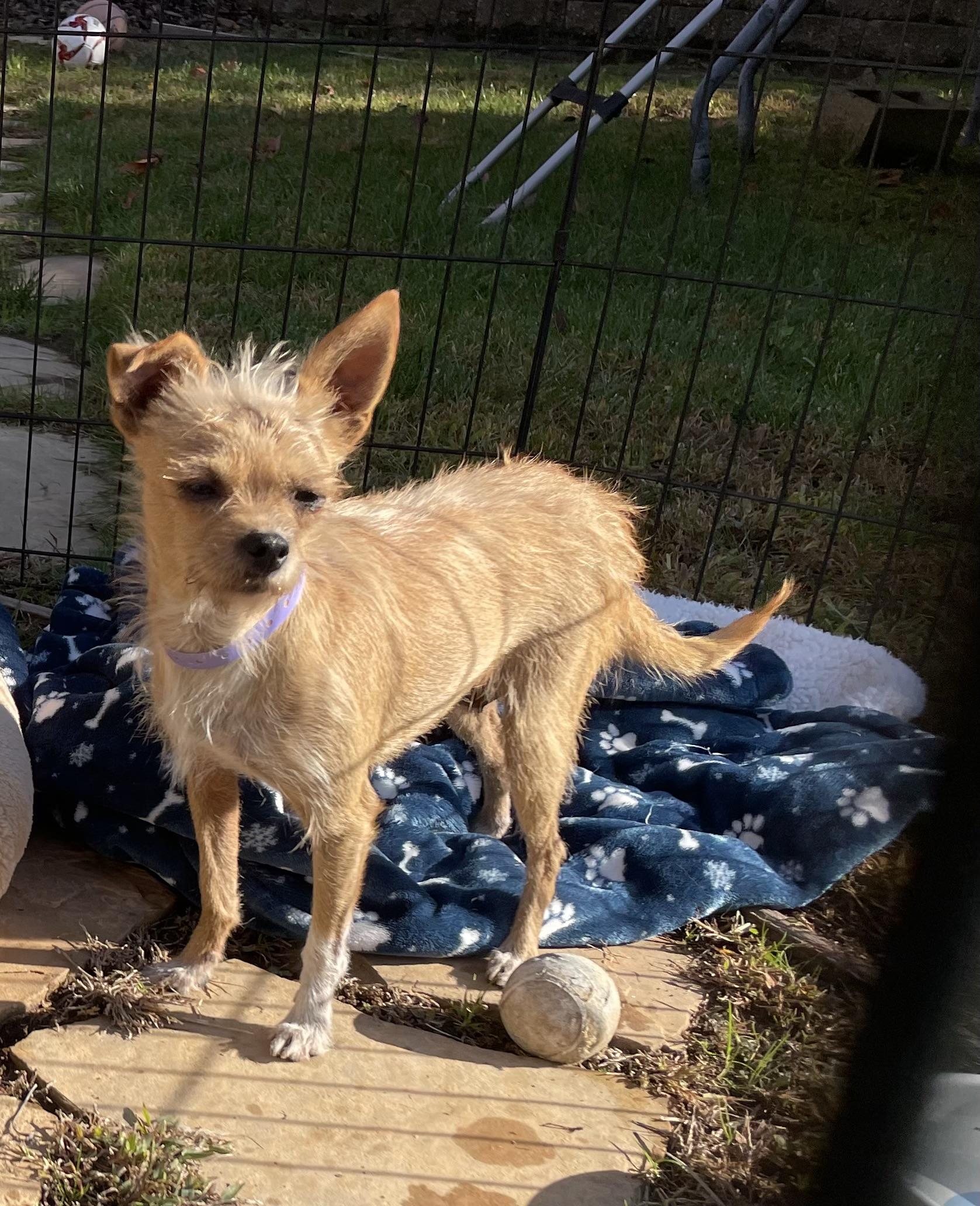 Queen Elizabeth, Adoptable, Adult Female Terrier.