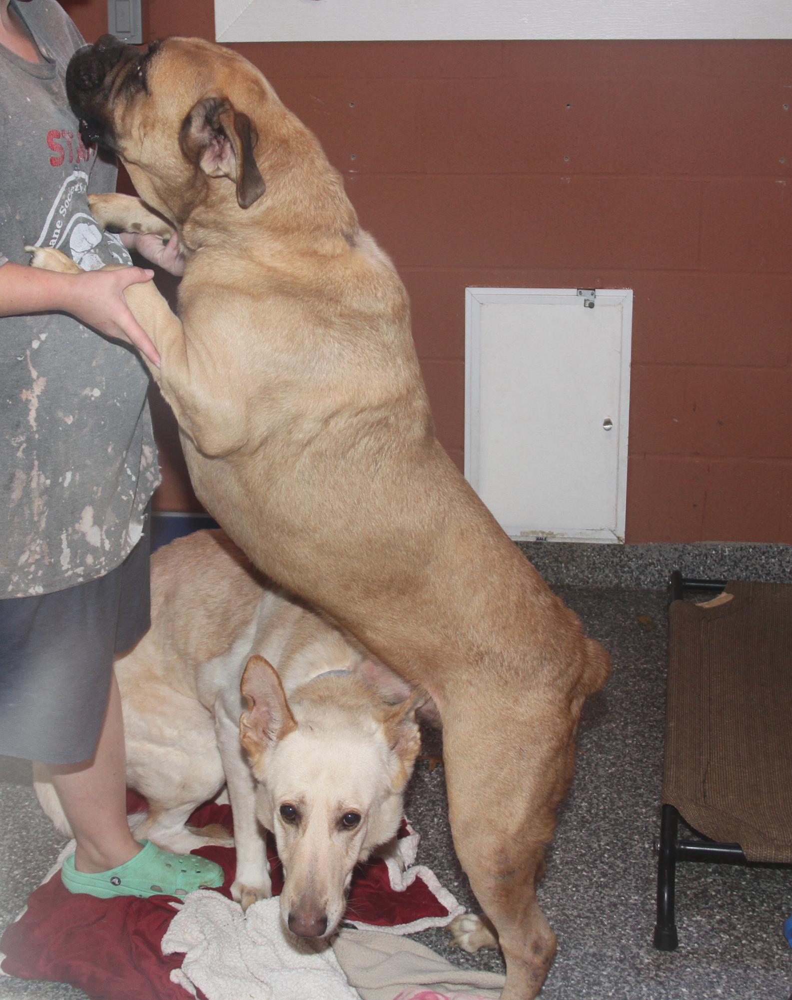 Moose & Hazard (Neutered) (Bonded Pair), an adoptable Bullmastiff, Shepherd in Marietta, OH, 45750 | Photo Image 1