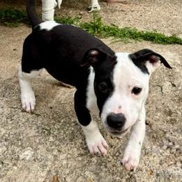 Ollie, Adoptable, Puppy Male Mixed Breed.