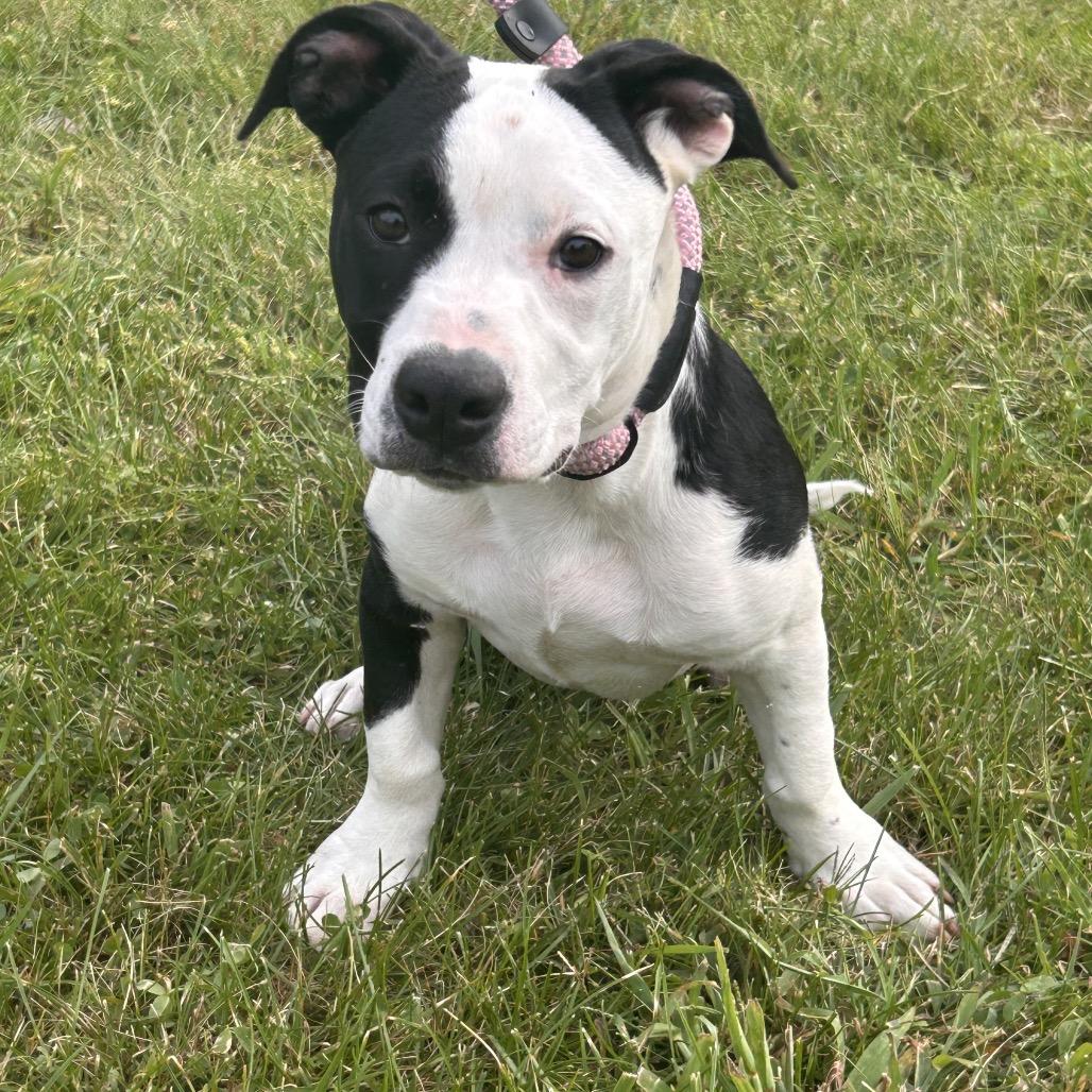 Enlarge Ollie, a Adoptable Mixed Breed in Cincinnati, OH image 2/6