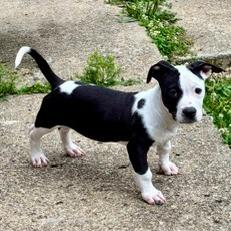 Enlarge Ollie, a Adoptable Mixed Breed in Cincinnati, OH image 2/5