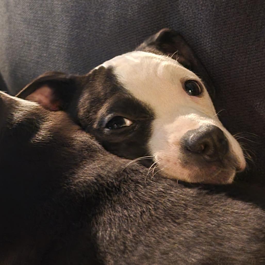 Enlarge Ollie, a Adoptable Mixed Breed in Cincinnati, OH image 3/5
