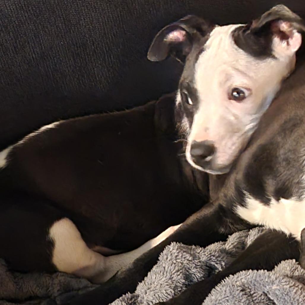 Enlarge Ollie, a Adoptable Mixed Breed in Cincinnati, OH image 4/5