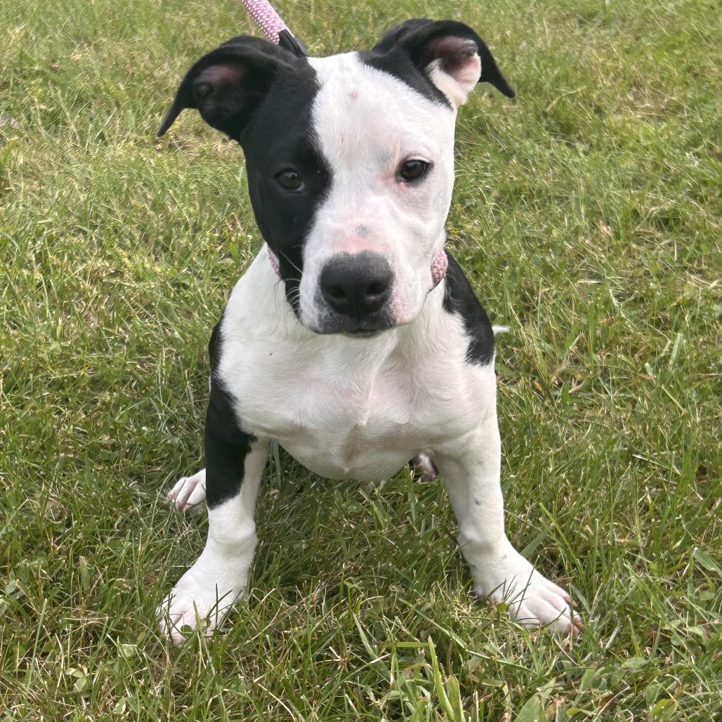 Enlarge Ollie, a Adoptable Mixed Breed in Cincinnati, OH image 4/6