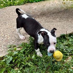 Enlarge Ollie, a Adoptable Mixed Breed in Cincinnati, OH image 5/5