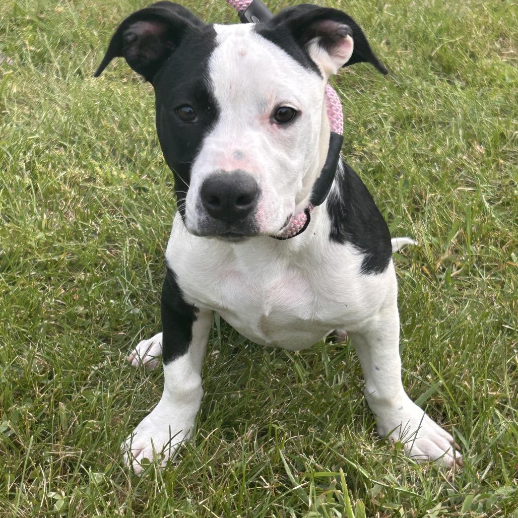 Enlarge Ollie, a Adoptable Mixed Breed in Cincinnati, OH image 6/6