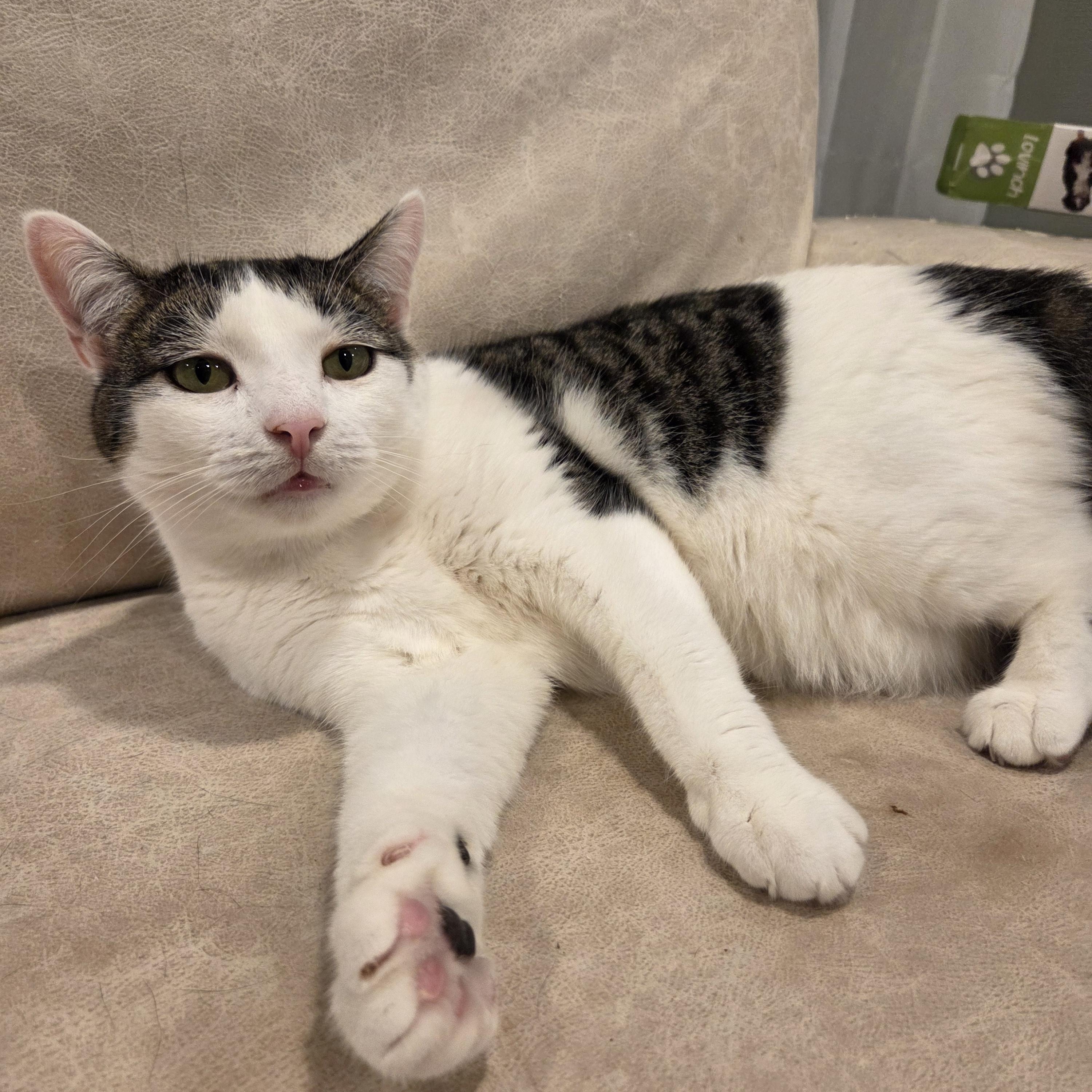 Enlarge Macaroni, a Adoptable Domestic Short Hair in Palisades Park, NJ image 2/3