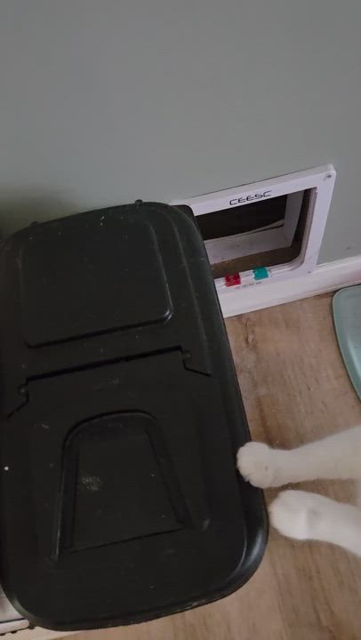 Enlarge Macaroni, a Adoptable Domestic Short Hair in Palisades Park, NJ video 3/3