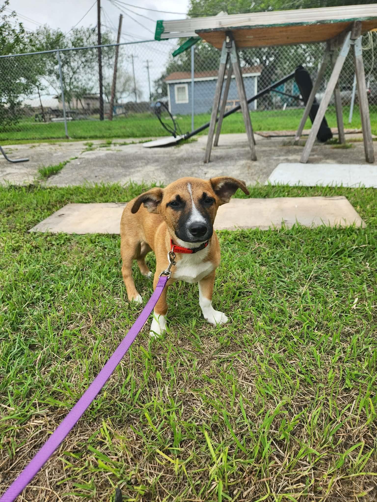 Jo-Jo, an adopted mixed breed in Portland, OR image 4/6