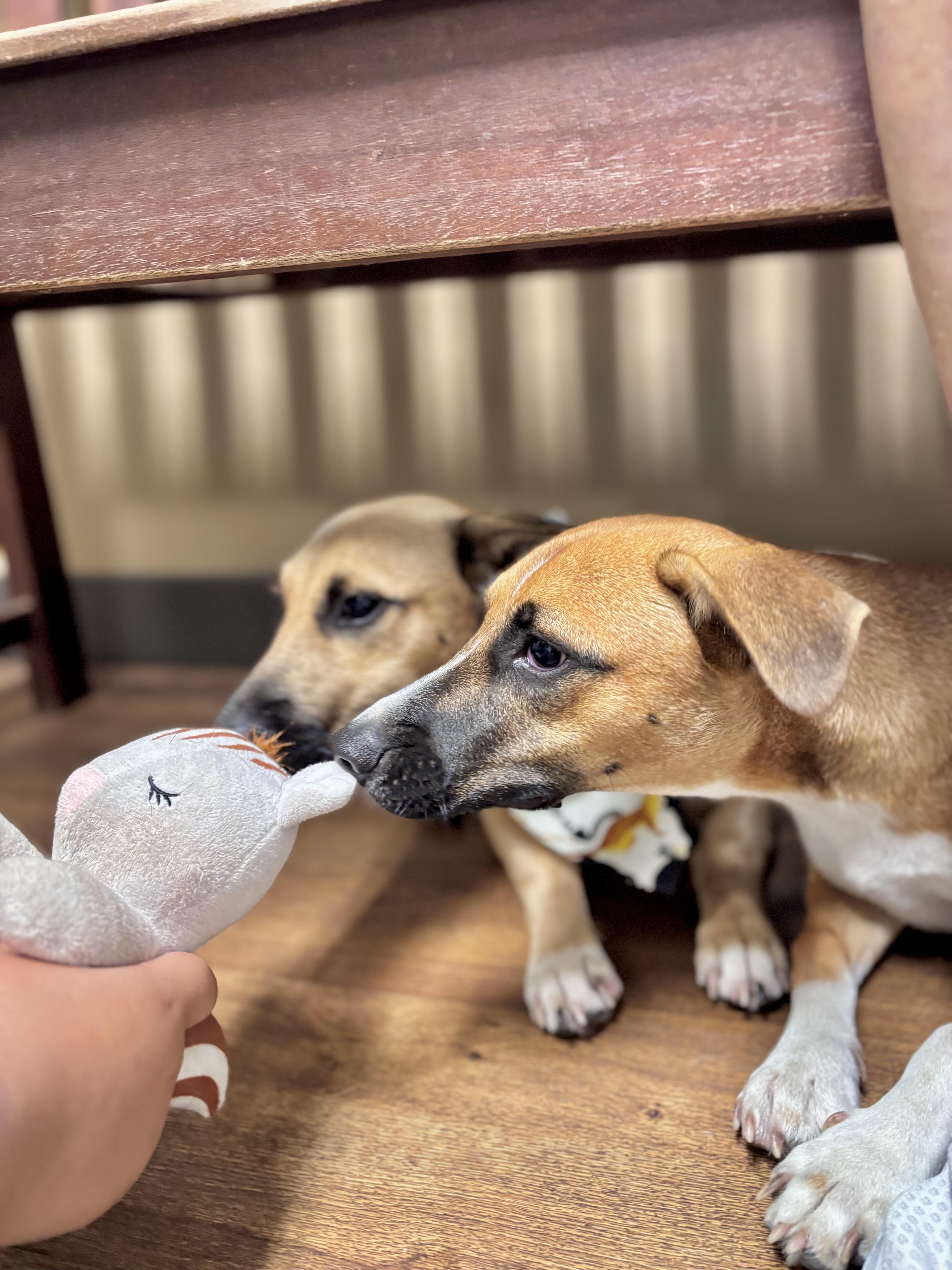 Jo-Jo, an adopted mixed breed in Portland, OR image 5/6