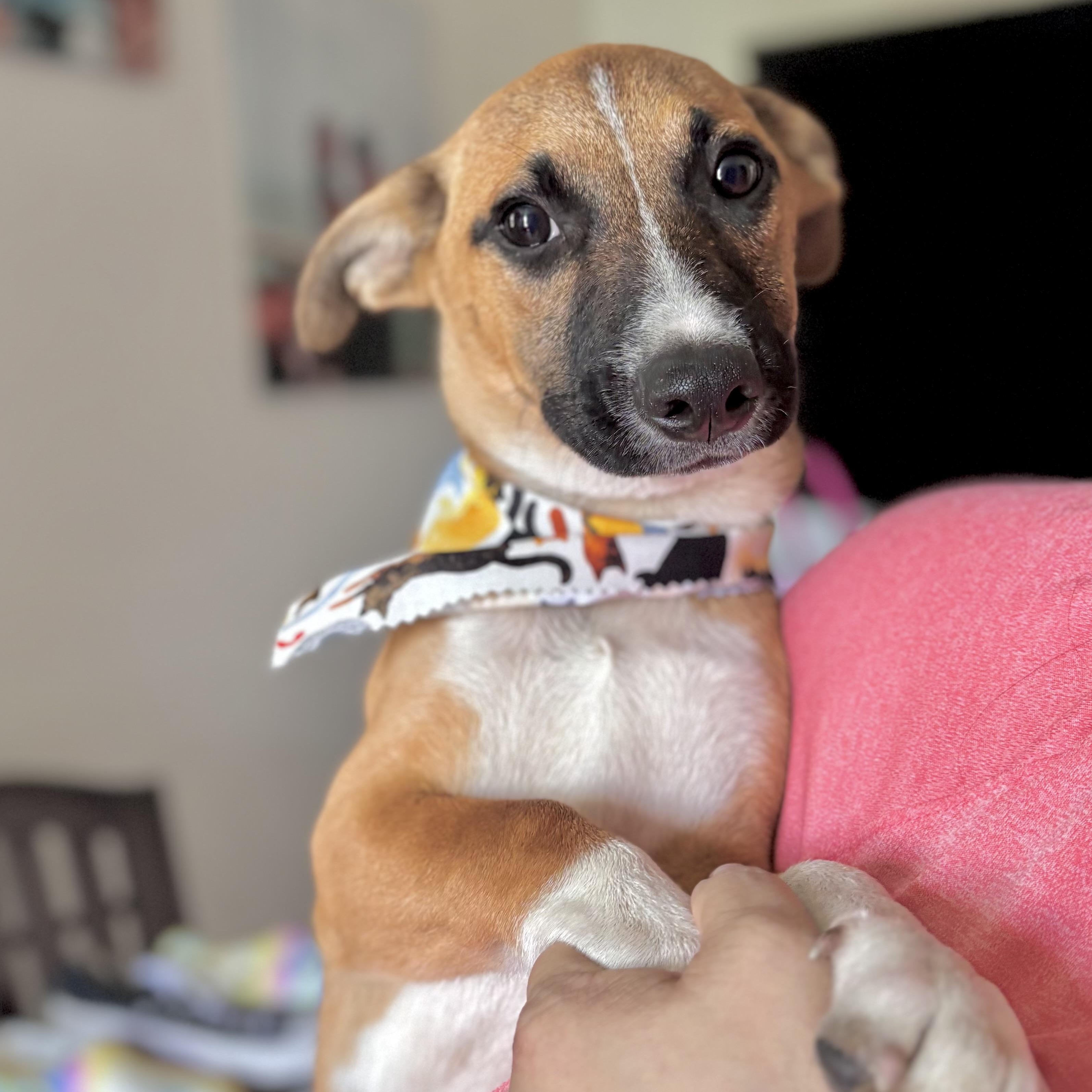 Jo-Jo, adopted, Young Male Shepherd & Corgi.