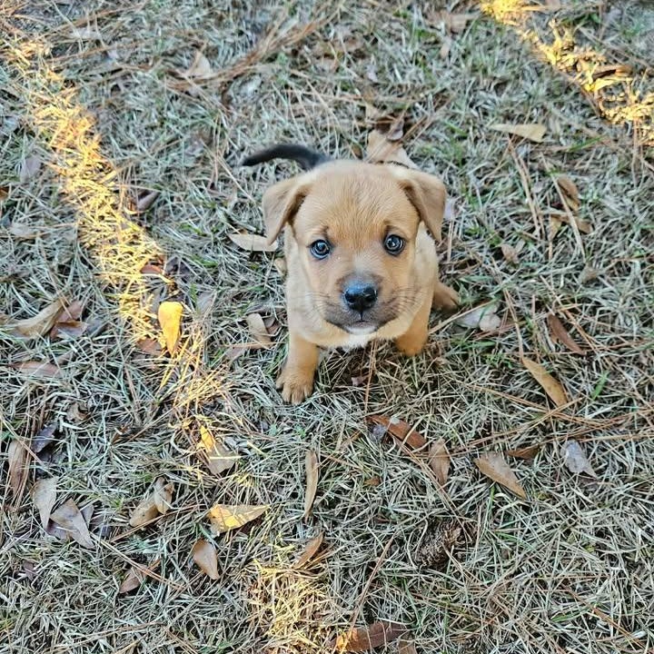 Pugsley, a ADOPTABLE mixed breed in Calabash, NC image 2/2