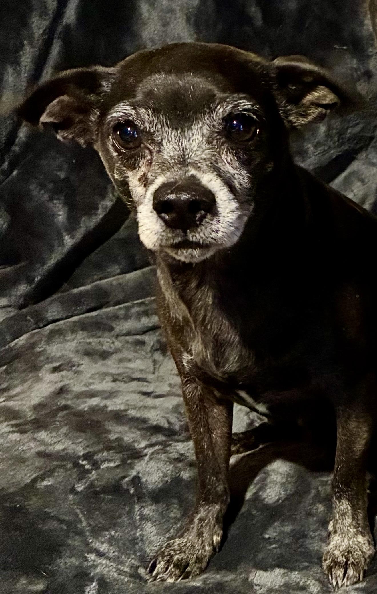 Cane, a ADOPTABLE mixed breed in Pelham, NH image 6/6