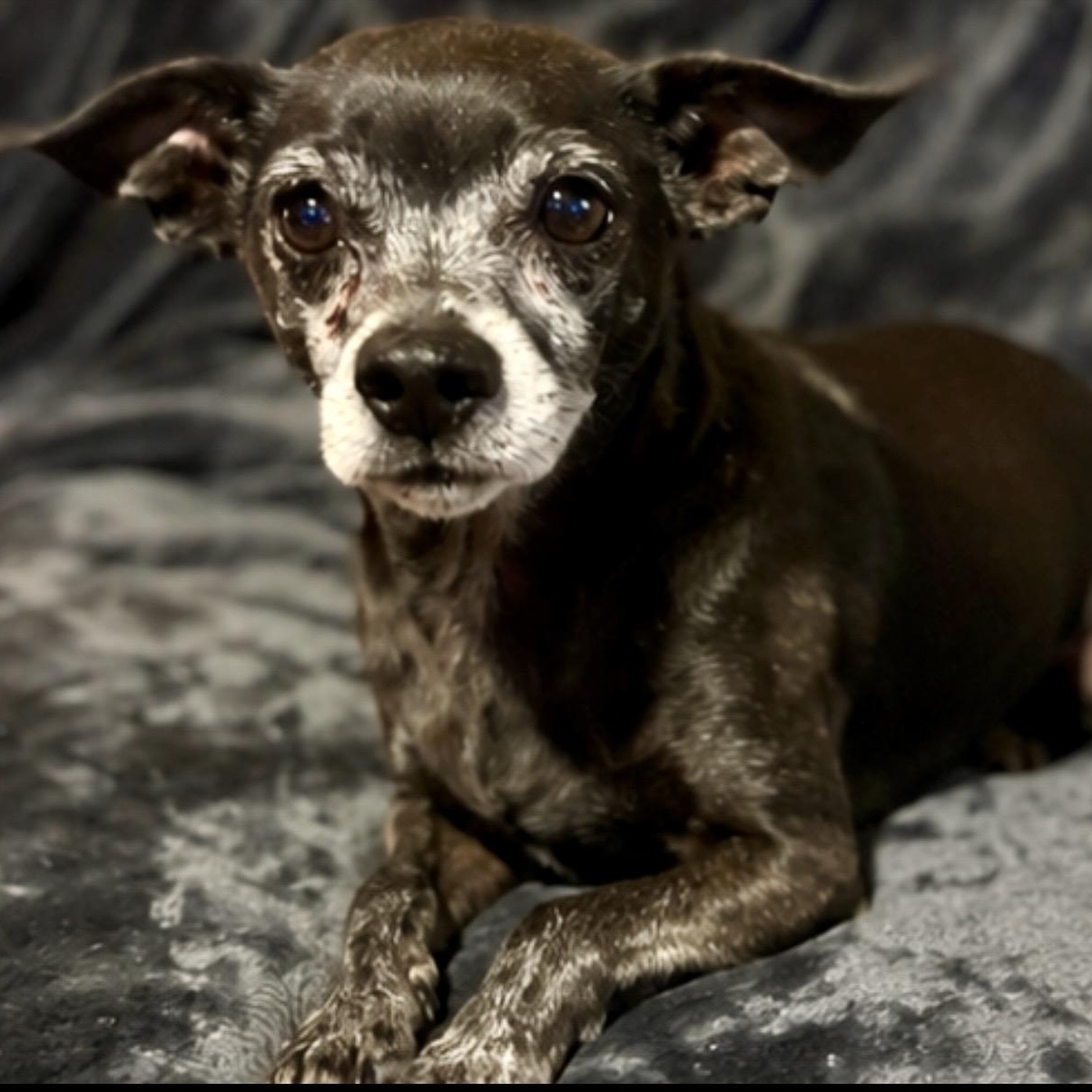 Cane, a ADOPTABLE mixed breed in Pelham, NH image 1/6