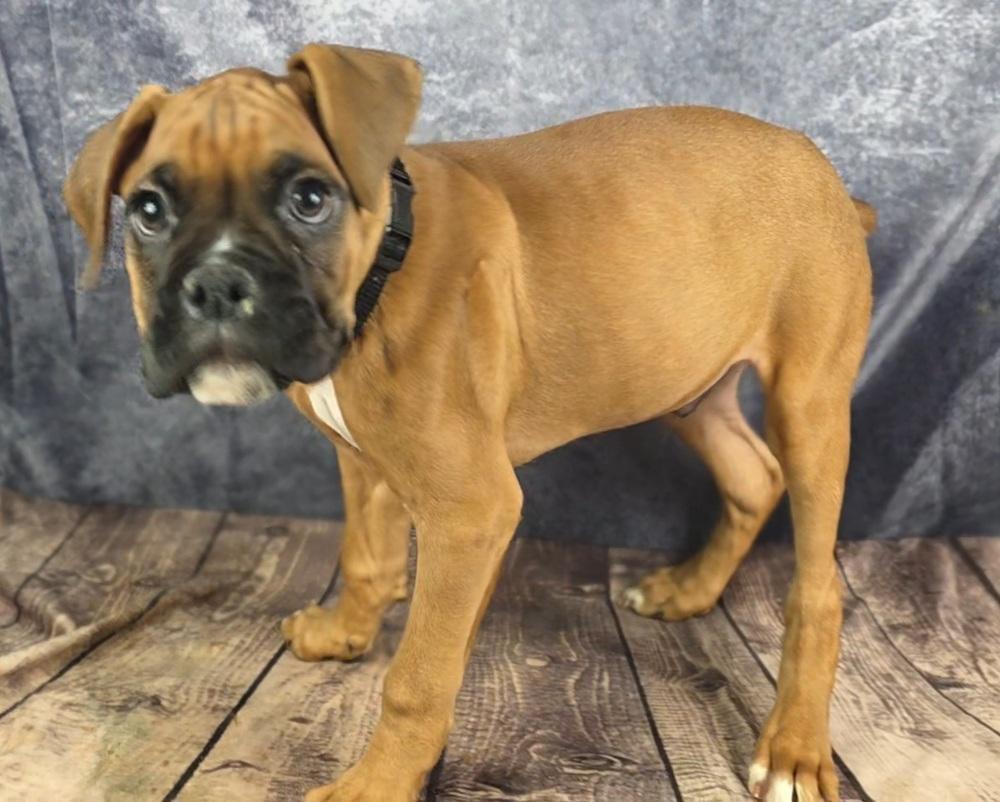 Knockout Crew - Tyson, Adopted, Puppy Male Boxer.