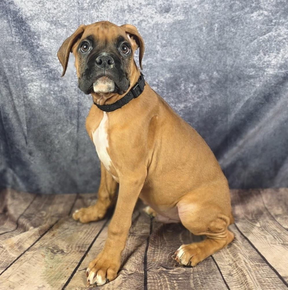 Enlarge Knockout Crew - Tyson, a Adopted Boxer in Oakland, MI image 2/6