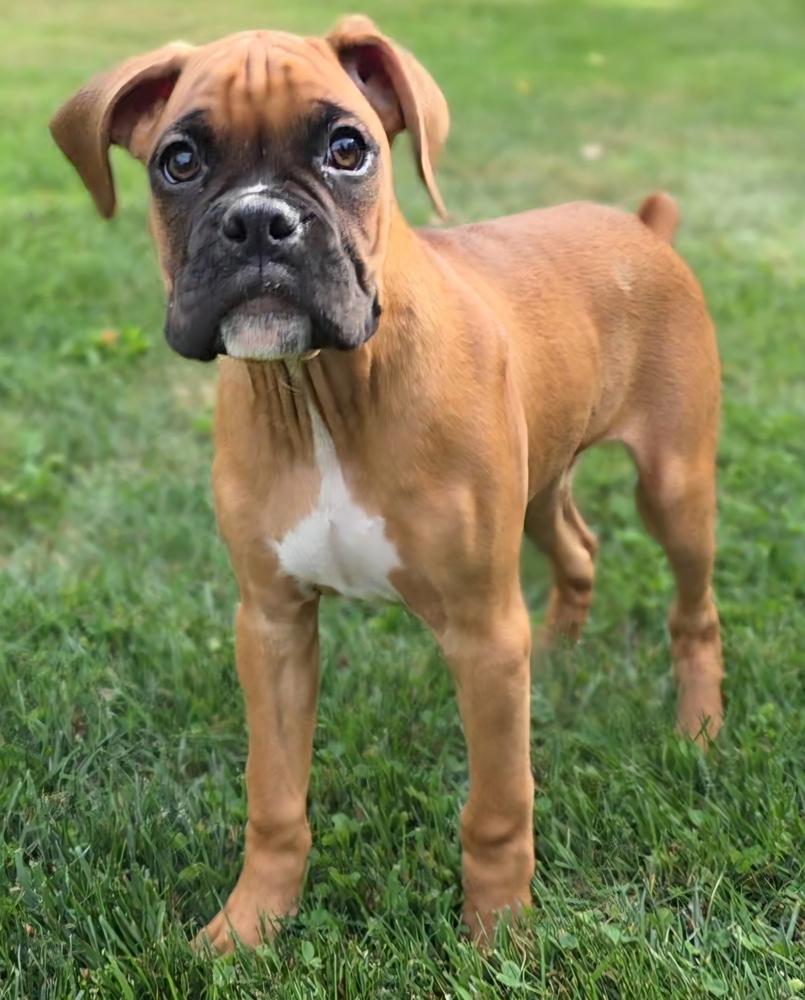 Enlarge Knockout Crew - Tyson, a Adopted Boxer in Oakland, MI image 3/6