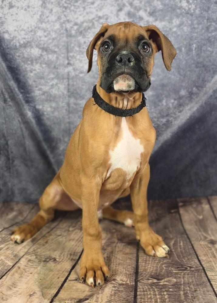 Enlarge Knockout Crew - Tyson, a Adopted Boxer in Oakland, MI image 4/6