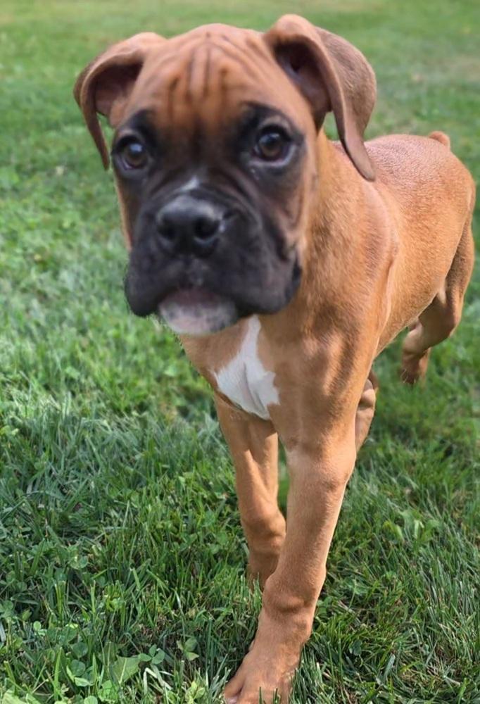 Enlarge Knockout Crew - Tyson, a Adopted Boxer in Oakland, MI image 5/6