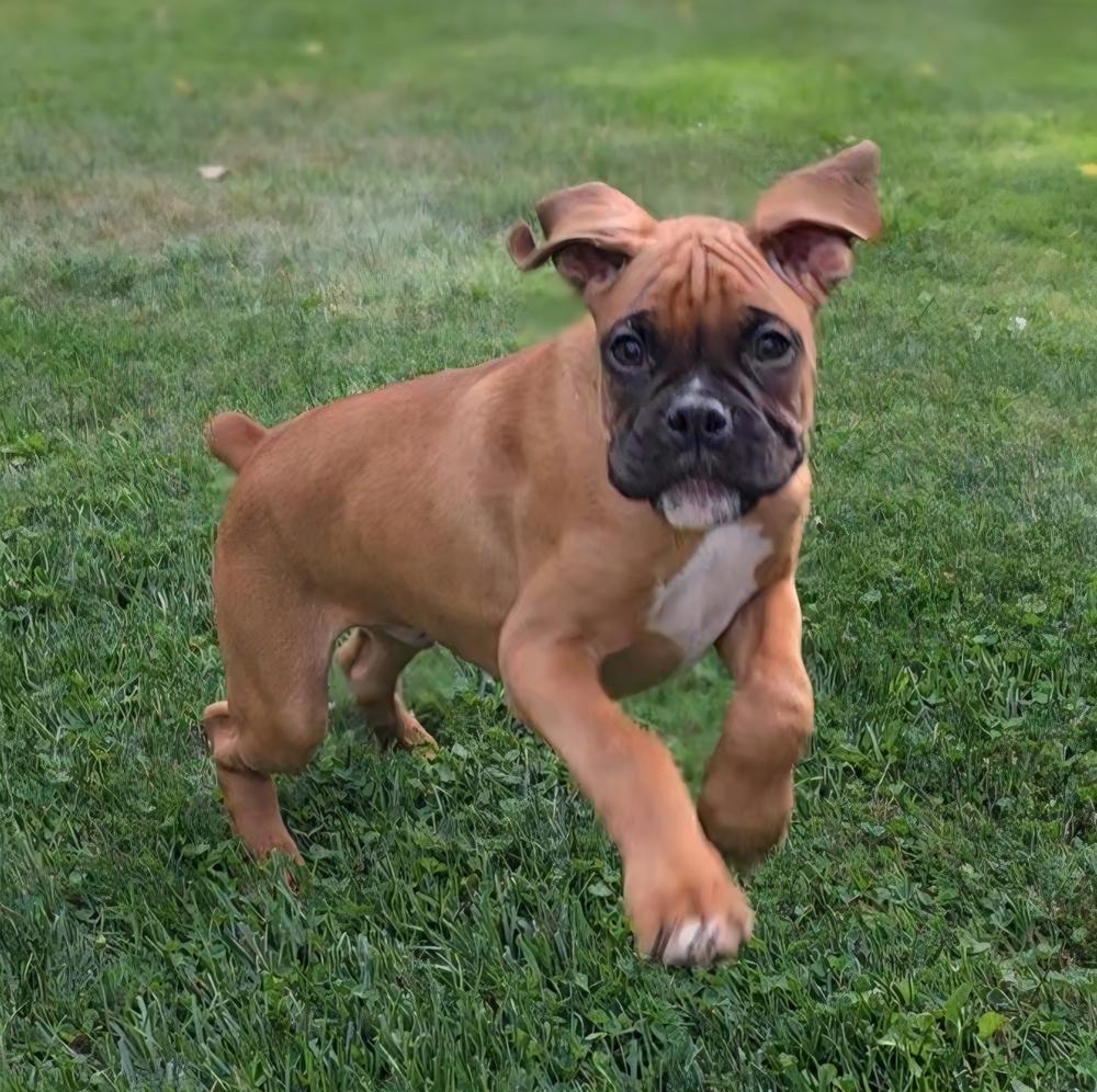 Enlarge Knockout Crew - Tyson, a Adopted Boxer in Oakland, MI image 6/6