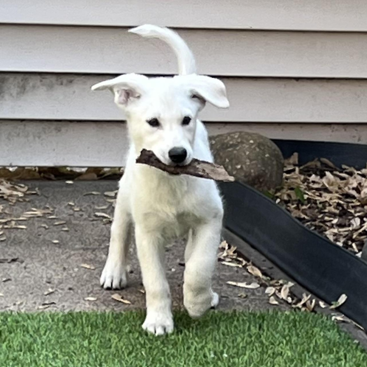 Dalton, a ADOPTABLE mixed breed in Minneapolis, MN image 5/6