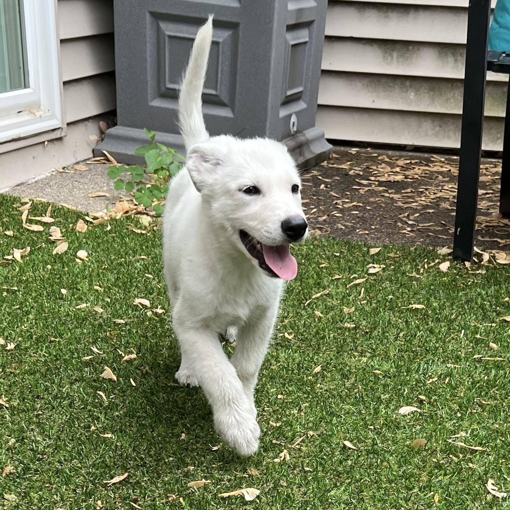 Dalton, a ADOPTABLE mixed breed in Minneapolis, MN image 3/6
