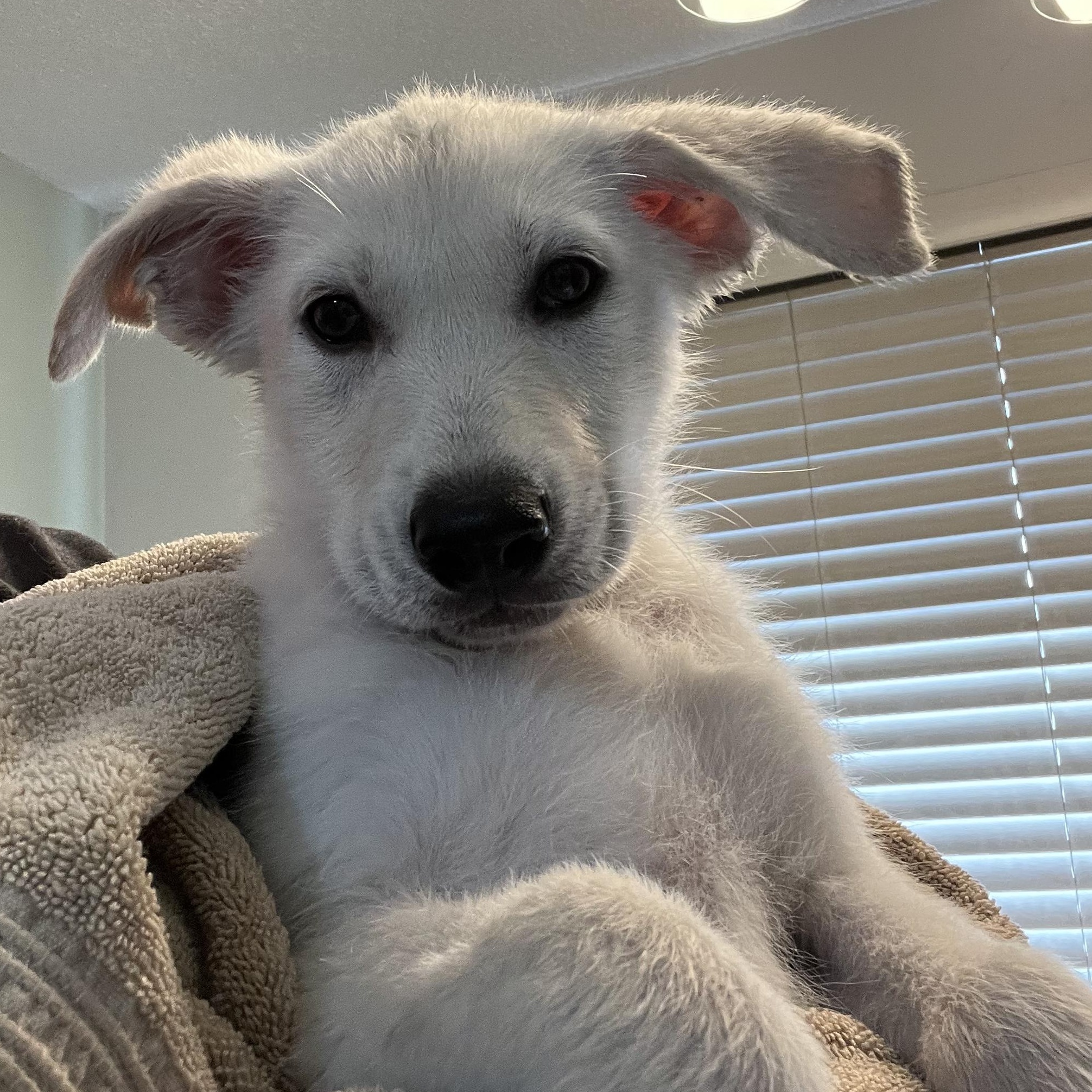 Dalton, a ADOPTABLE mixed breed in Minneapolis, MN image 4/6