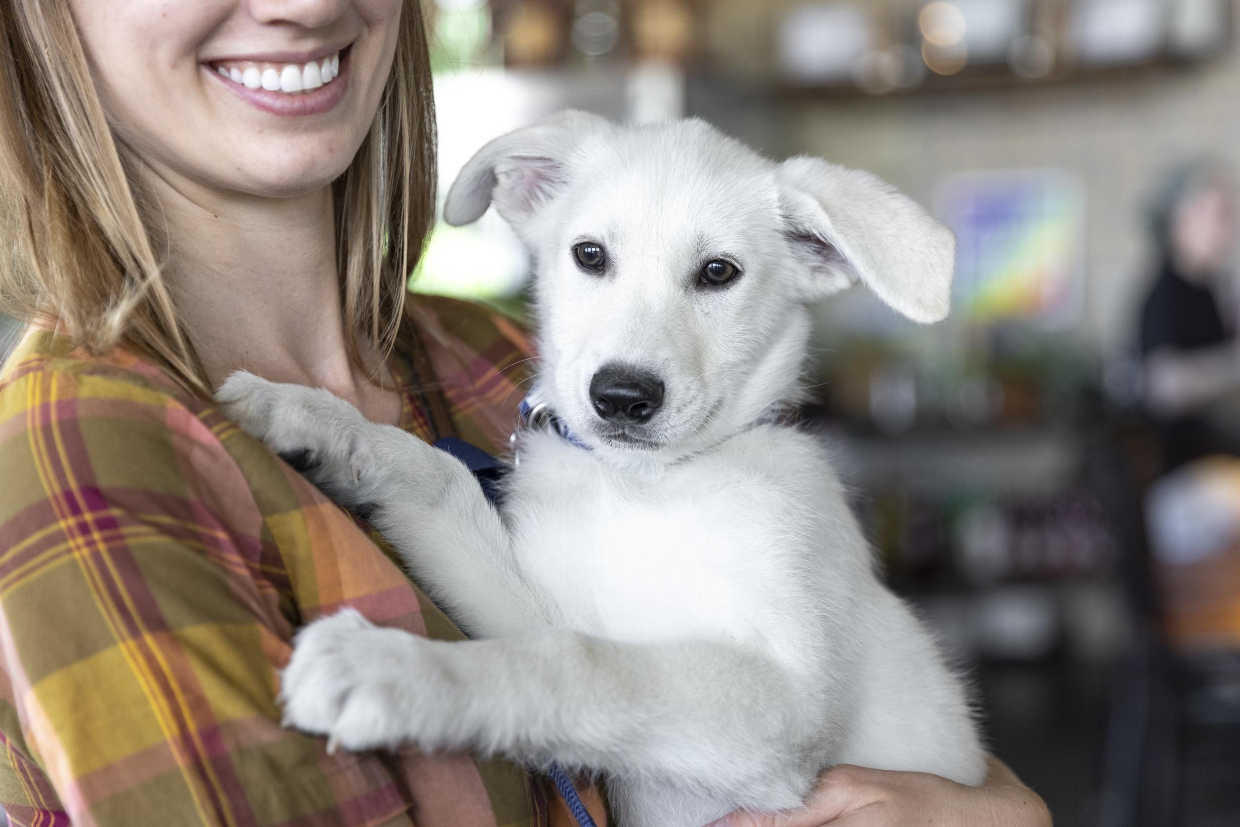 Dalton, ADOPTABLE, Puppy Male Retriever & Mixed Breed.