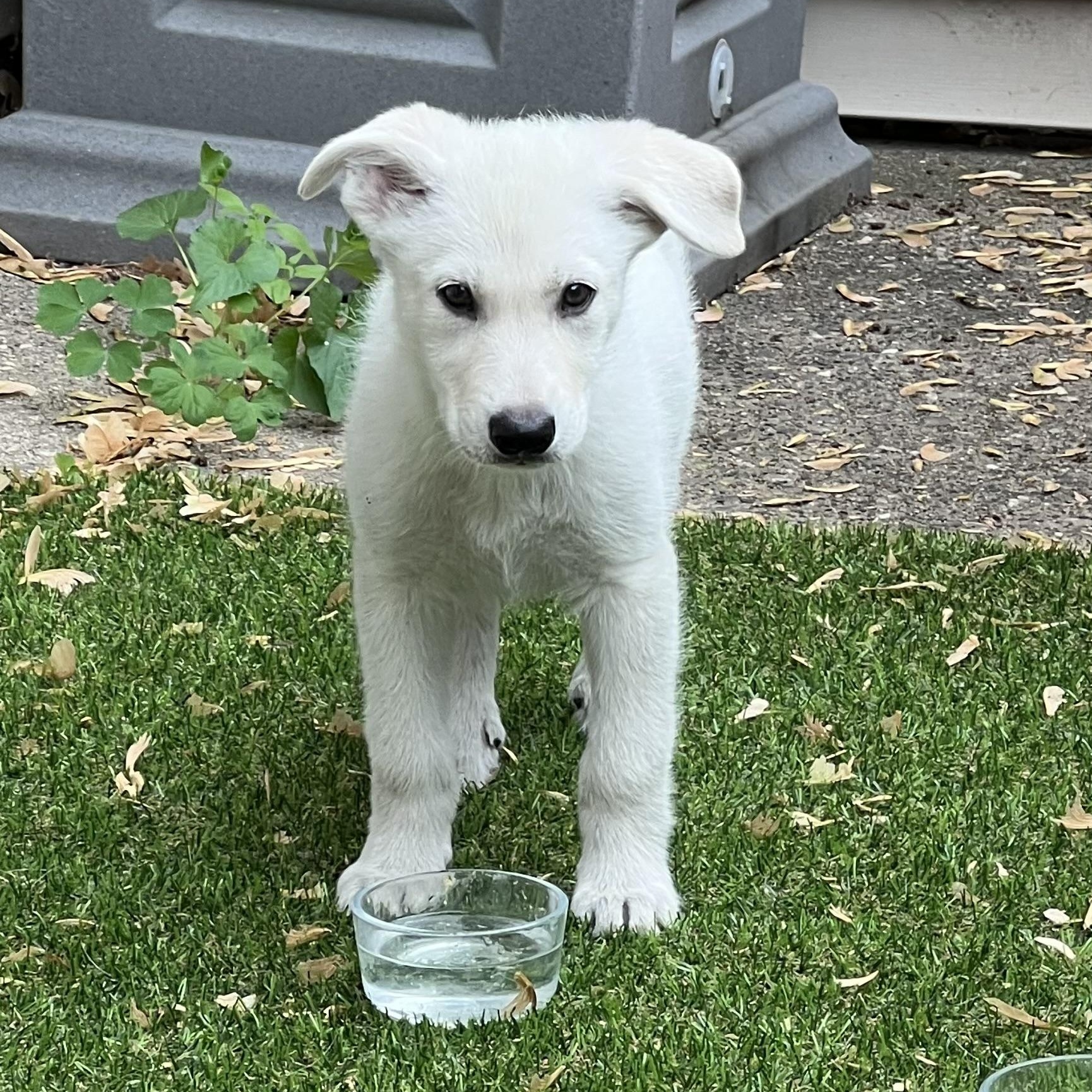 Dalton, a ADOPTABLE mixed breed in Minneapolis, MN image 6/6