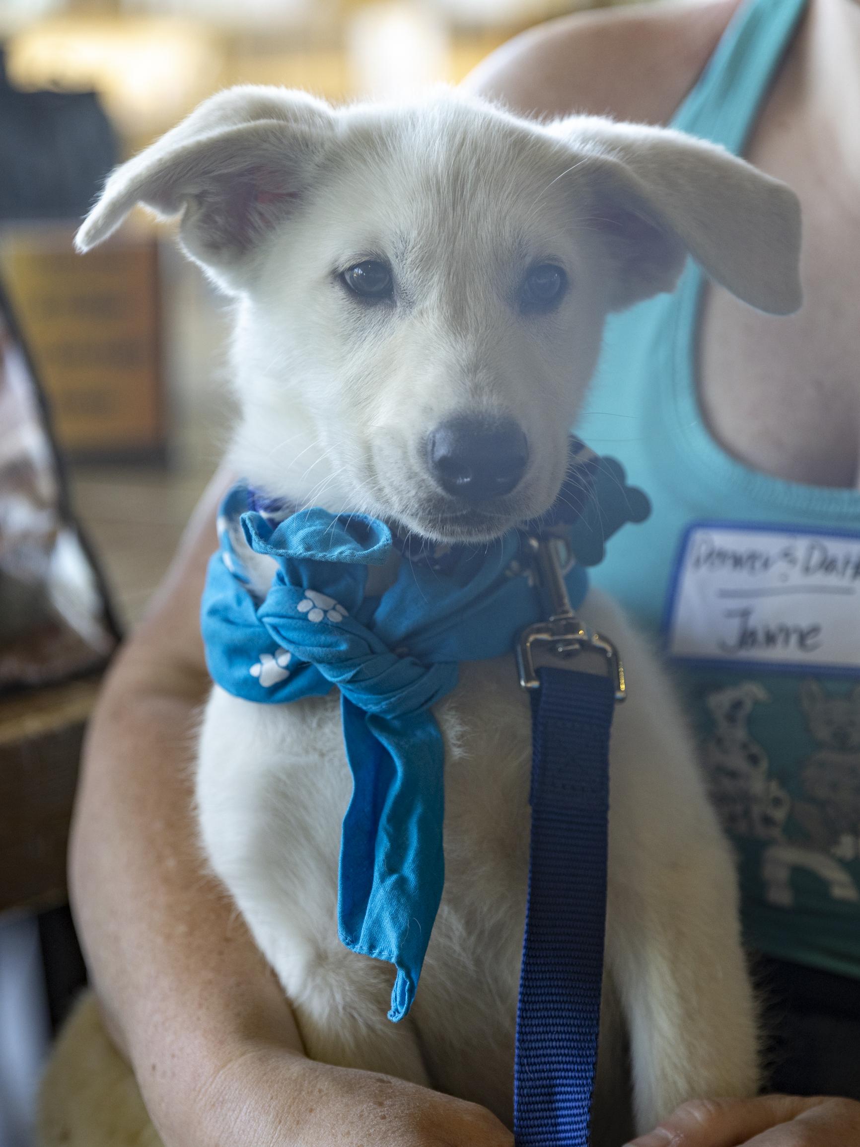 Dalton, a ADOPTABLE mixed breed in Minneapolis, MN image 2/6