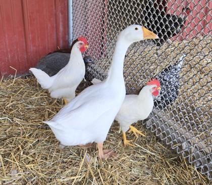 Walden, Adoptable, Adult Unknown Goose & Goose.