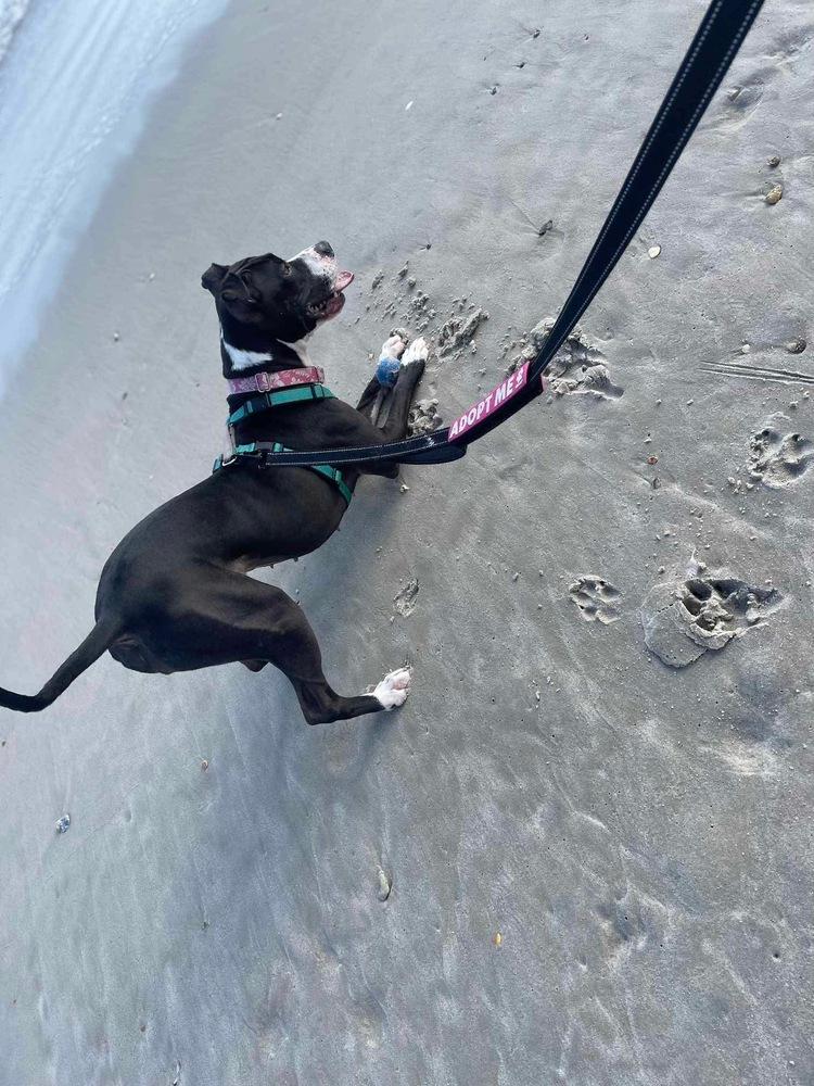 Bonnie, a Adoptable mixed breed in Wendell, NC image 1/6